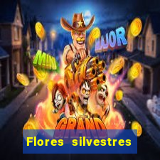 Flores silvestres brasileiras brasileiras flores silvestres nomes e imagens